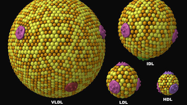 ¿Todas las moleculas de LDL son un riesgo para la salud? Partículas aterogenicas de LDL y cómo estudiarlas